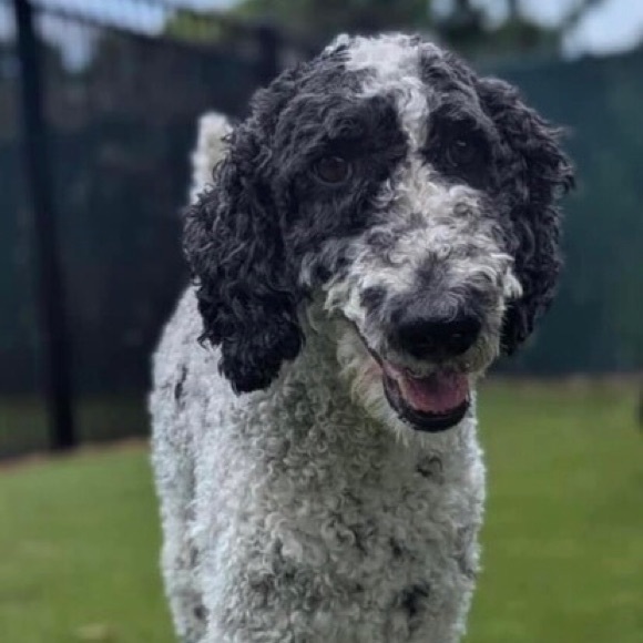 Meet your Posher, Karen - Picture 3 of 4